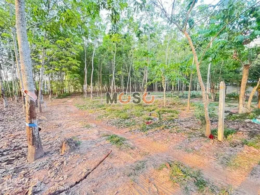 Bán đất Gò Đình Huyện Phú Giáo, Bình Dương – giá 1.7 tỷ - ảnh 3
