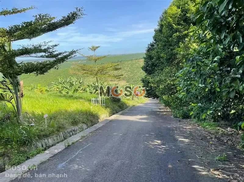 Bán đất Huyện Bảo Lâm, Lâm Đồng – giá 393.7 triệu - ảnh 5