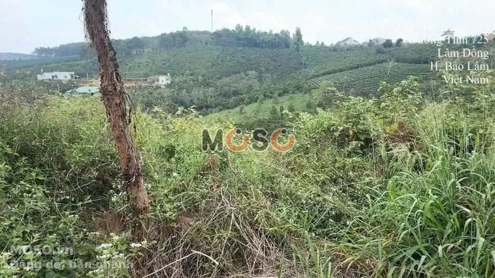 Bán đất Huyện Bảo Lâm, Lâm Đồng – giá 581 triệu - ảnh 5