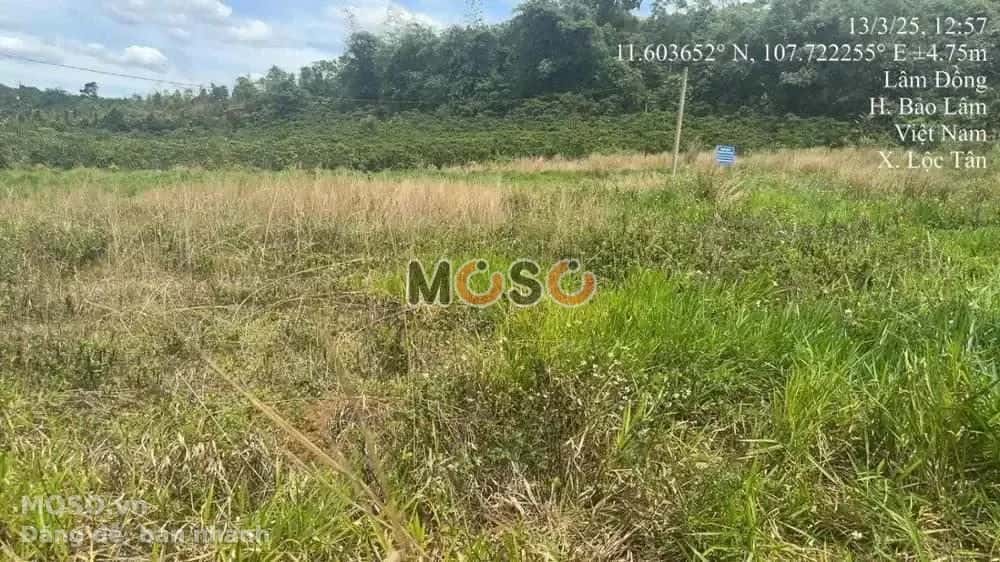 Bán đất Huyện Bảo Lâm, Lâm Đồng – giá 591 triệu - ảnh 4