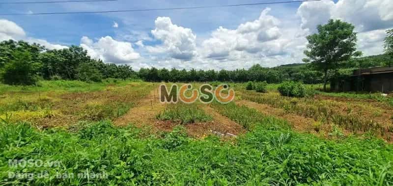 Bán đất Unnamed Huyện Bù Gia Mập, Bình Phước – giá 130 triệu - ảnh 5