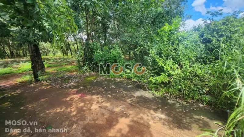 Bán đất Thị xã Phước Long, Bình Phước – giá 165.1 triệu - ảnh 4