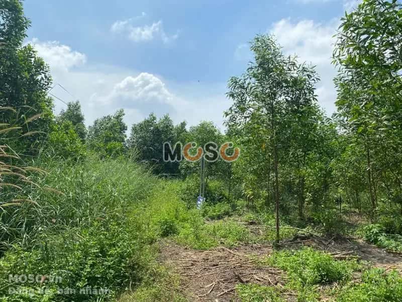Bán đất Huyện Trảng Bom, Đồng Nai – giá 838 triệu - ảnh 2