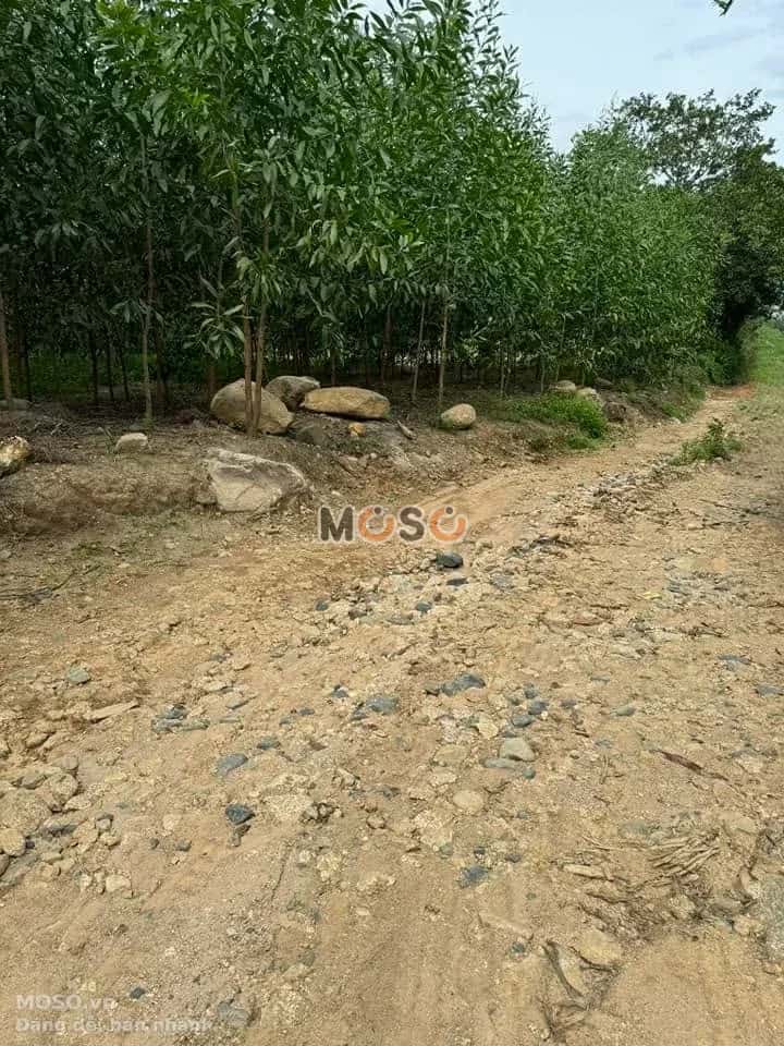 Bán đất Thôn Tà Gộc  Huyện Khánh Vĩnh, Khánh Hòa – giá 299 triệu - ảnh 3