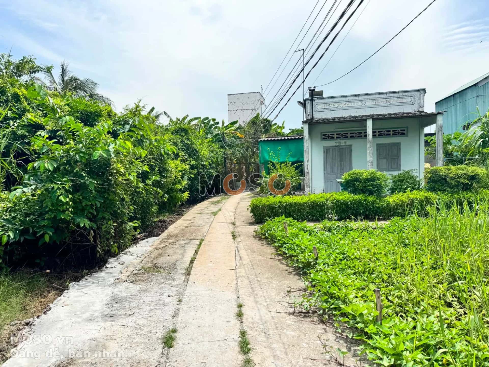 Bán đất Ấp 2B Huyện Cần Đước, Long An – giá 500 triệu - ảnh 3