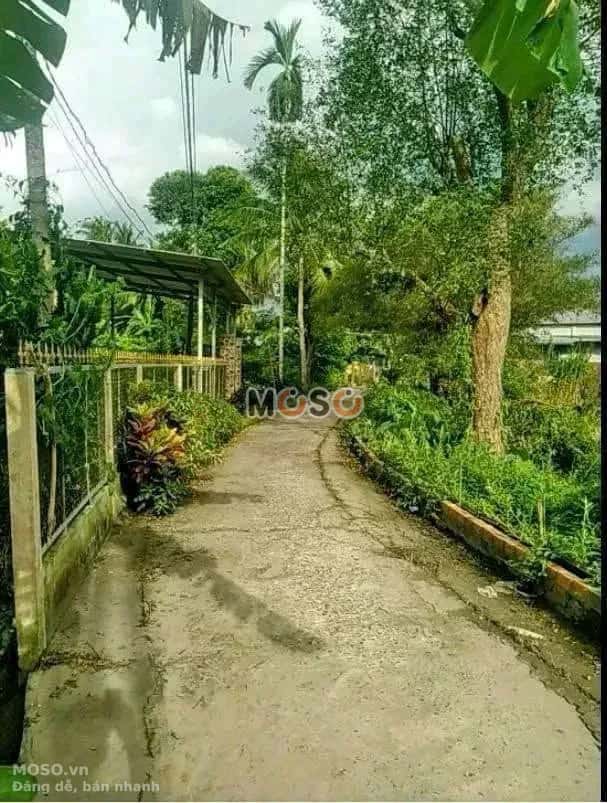 Bán đất hẻm đường ĐT 918, Ấp Thới An Huyện Phong Điền, TP. Cần Thơ – giá 400 triệu - ảnh 2