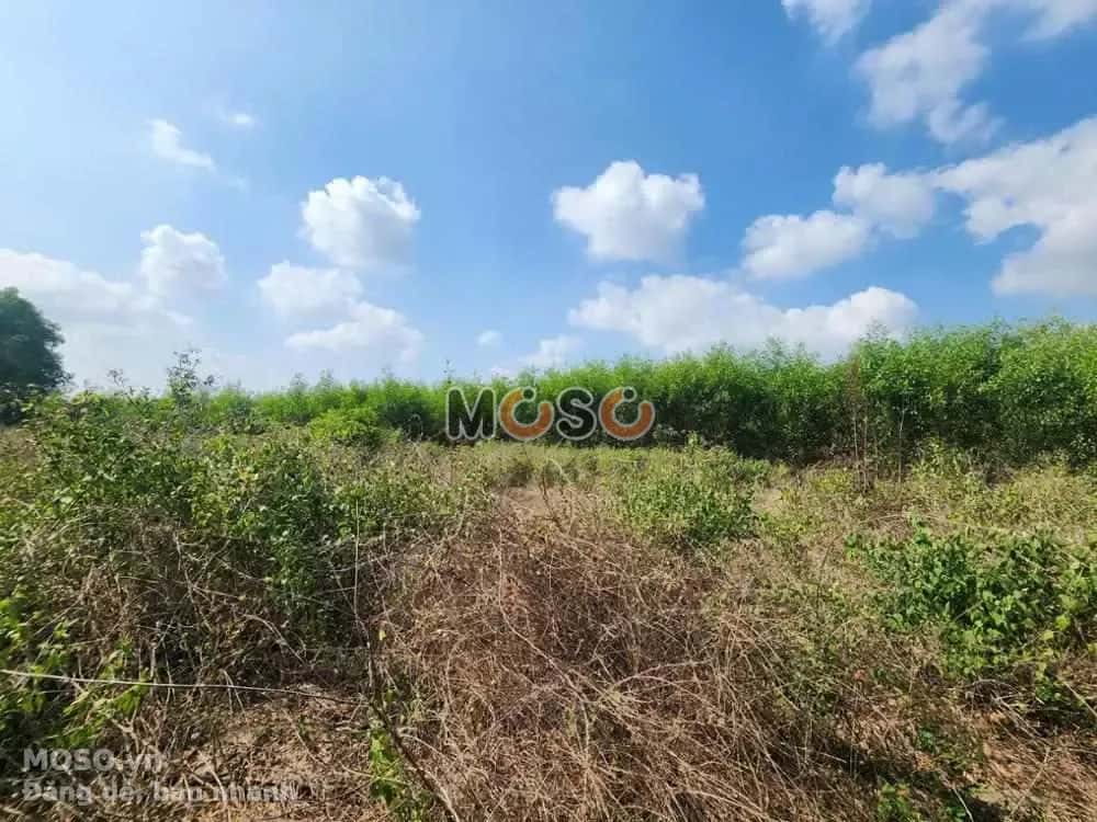 Bán đất Phú Mỹ, BRVT – giá 456 triệu - ảnh 3