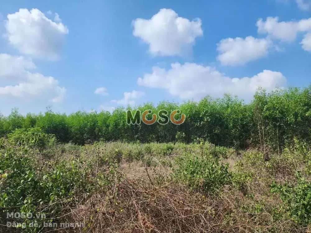 Bán đất Phú Mỹ, BRVT – giá 456 triệu - ảnh 4
