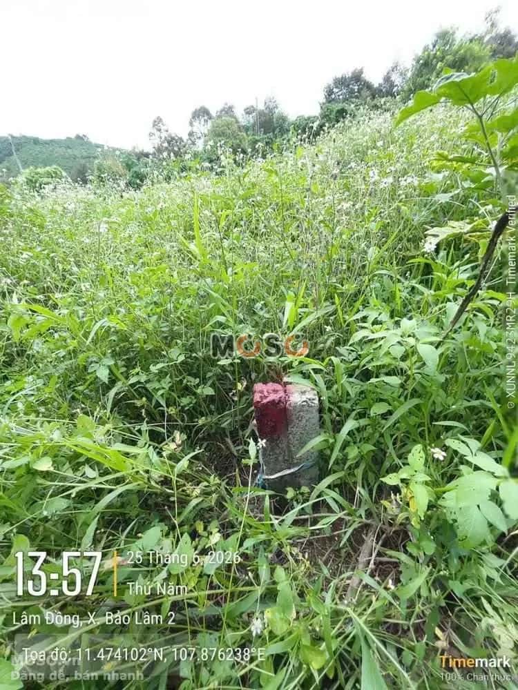 Bán đất Huyện Bảo Lâm, Lâm Đồng – giá 315 triệu - ảnh 5