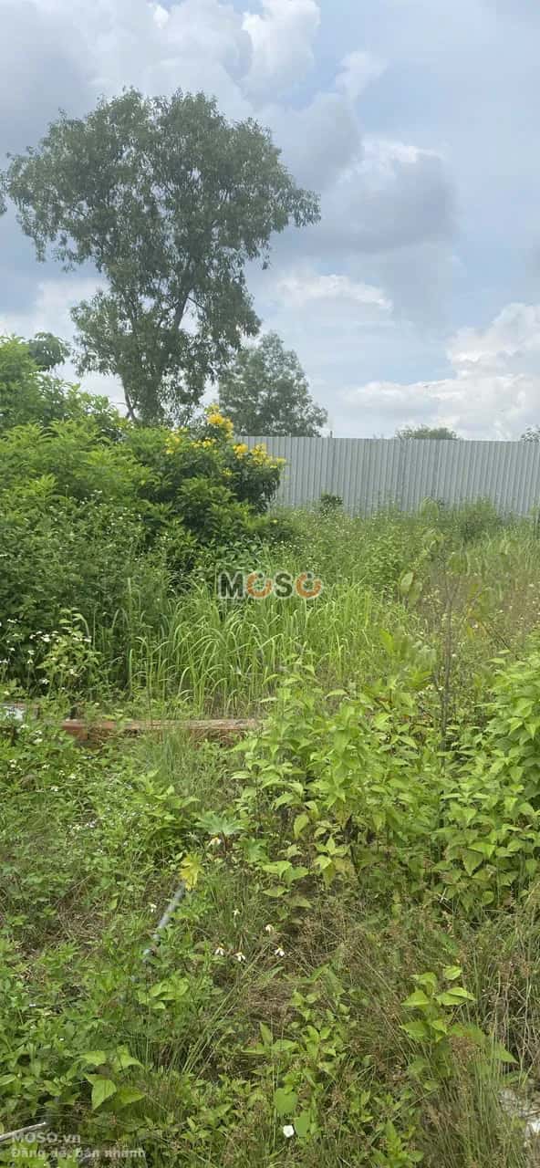 Bán đất Kênh Trung Ương-Bộ Đội An Điền Huyện Bình Chánh, TP.HCM – giá 11 tỷ - ảnh 3