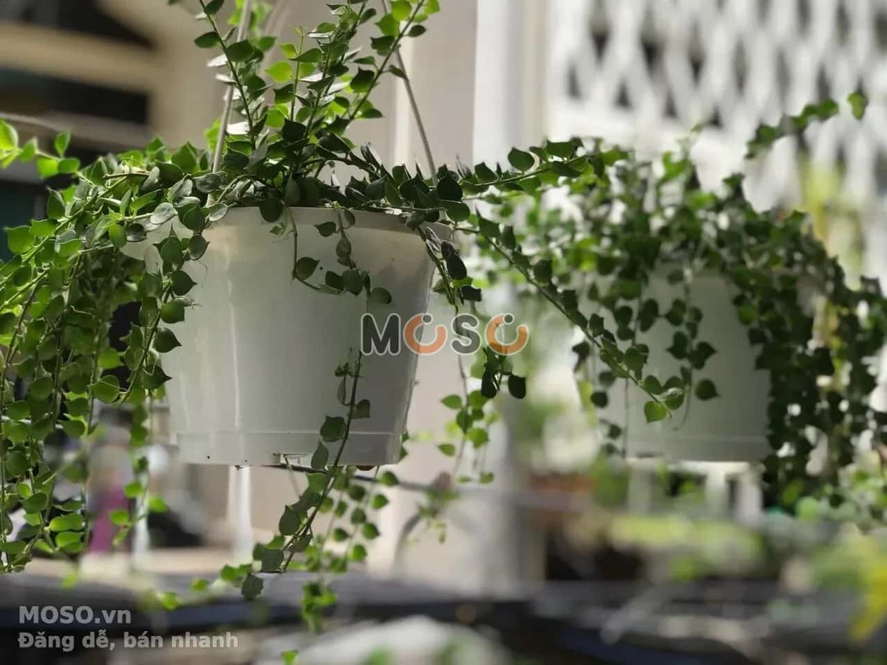 Cho thuê nhà hẻm Đường Thống Nhất Quận Gò Vấp, TP.HCM – giá 7.5 triệu - ảnh 4