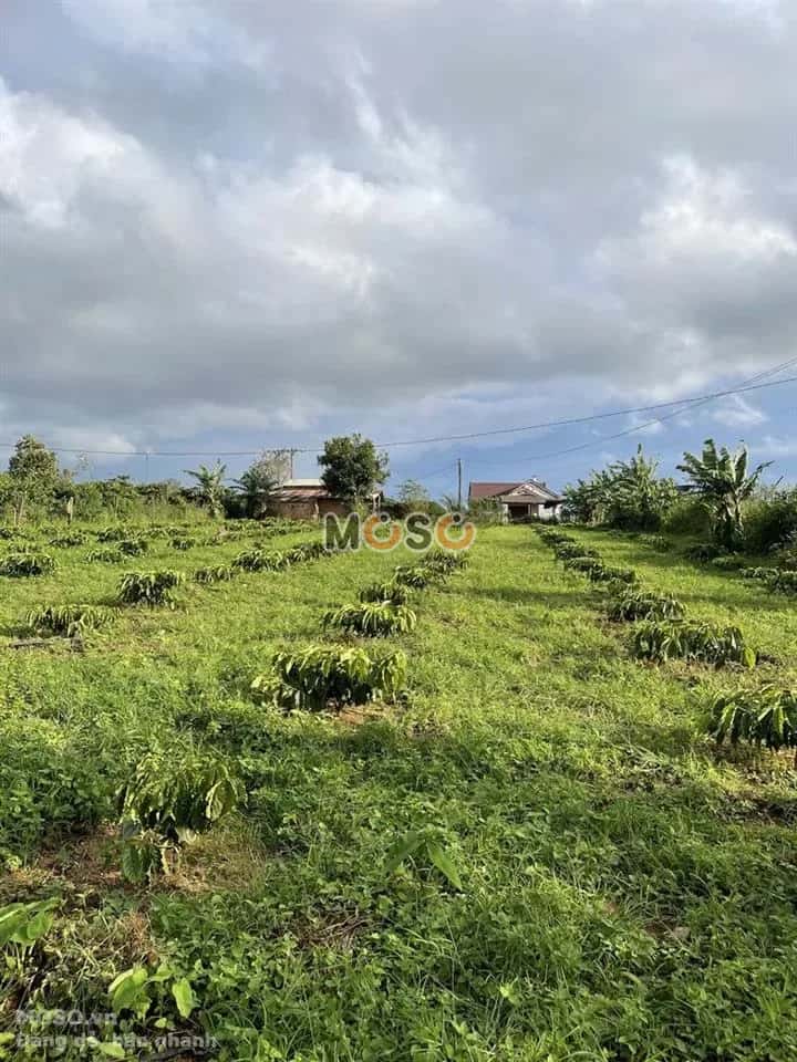 Bán đất Làng Mơ Nú Thành phố Pleiku, Gia Lai – giá 1.4 tỷ - ảnh 1