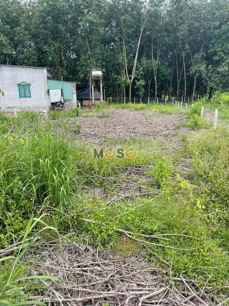 Bán đất Thanh Tuyền 159.16 (nhánh DT744) Huyện Dầu Tiếng, Bình Dương – giá 600 triệu - ảnh 1