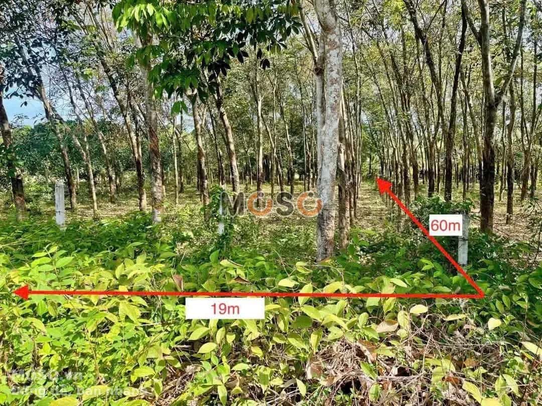 Bán đất Võ Thị Bàng Huyện Củ Chi, TP.HCM – giá 4.2 tỷ - ảnh 2
