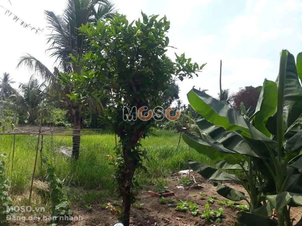 Bán nhà hẻm Bình Quới Quận Bình Thạnh, TP.HCM – giá 35 tỷ - ảnh 5