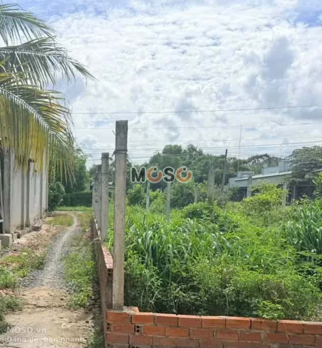 Bán đất thôn Cây Nính Huyện Gò Dầu, Tây Ninh – giá 290 triệu - ảnh 3