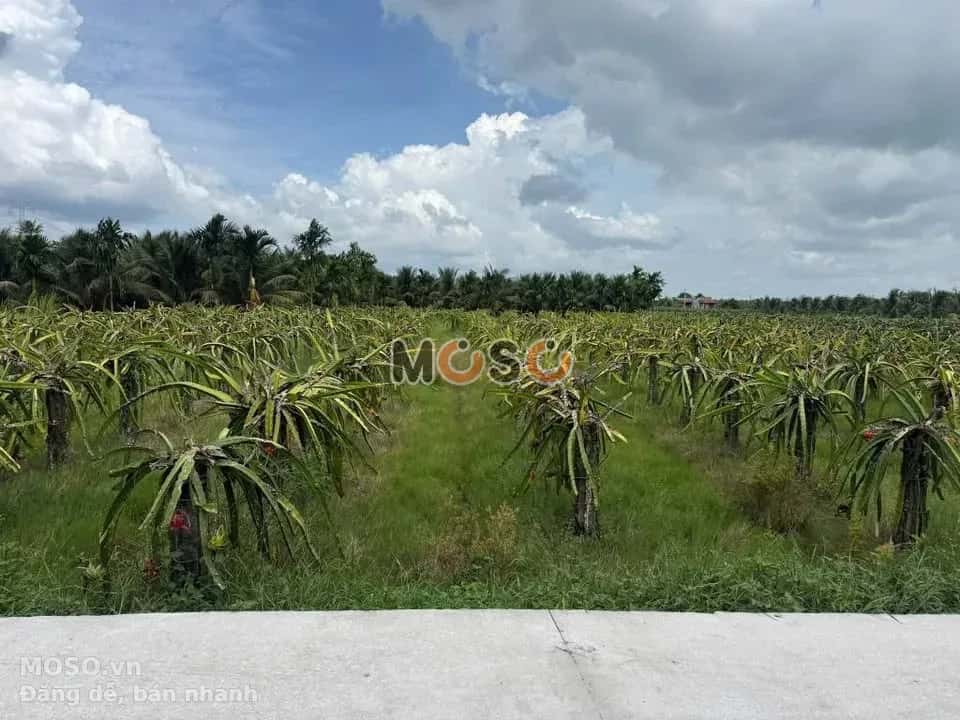 Bán đất Ấp Hòa Phú 1 Huyện Châu Thành, Long An – giá 690 triệu - ảnh 1