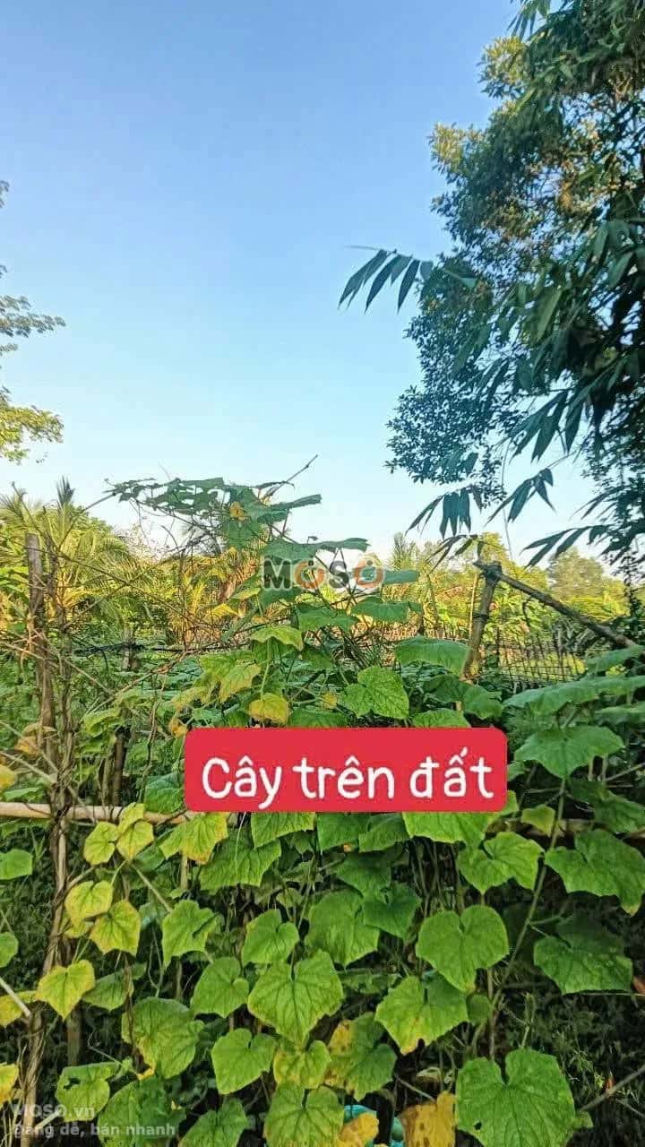 Bán đất Khu vực Bình Phó A Quận Bình Thuỷ, TP. Cần Thơ – giá 600 triệu - ảnh 2