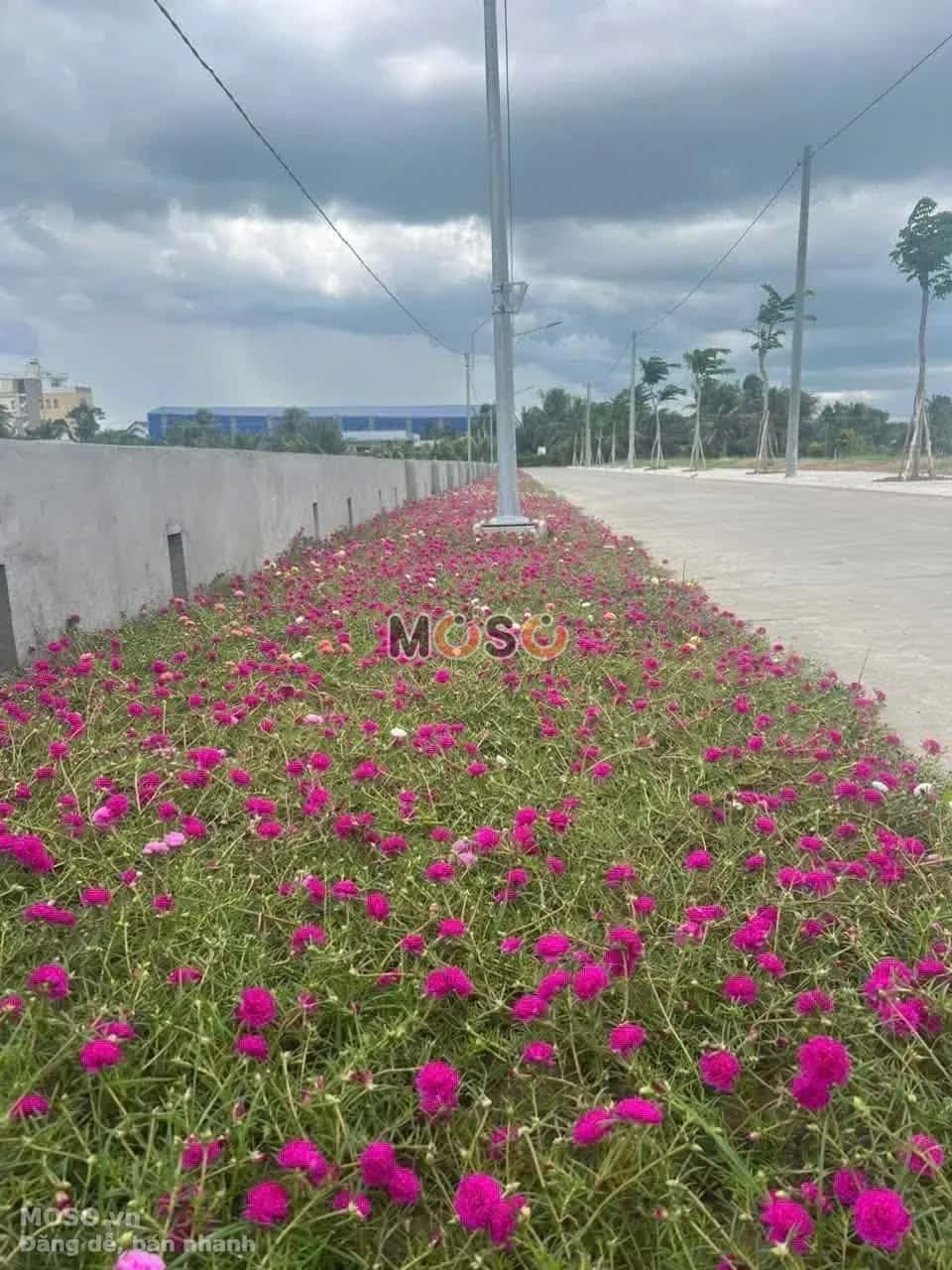 Bán đất Áp 3 Huyện Thủ Thừa, Long An – giá 1.2 tỷ - ảnh 3