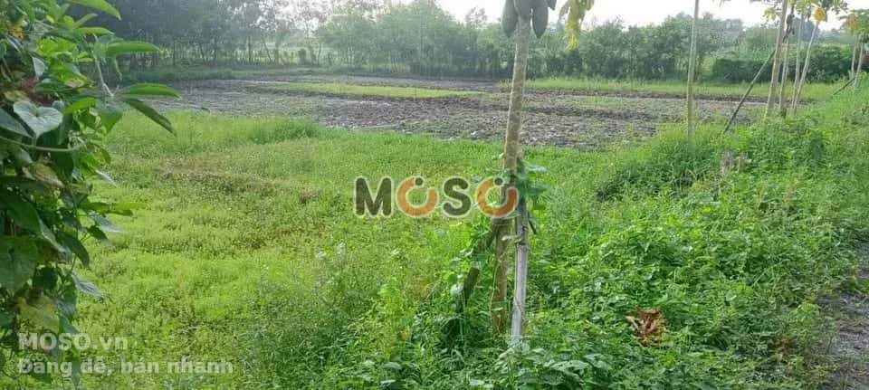 Bán đất hẻm đường Nguyễn Thị Nê Huyện Củ Chi, TP.HCM – giá 2.5 tỷ - ảnh 2