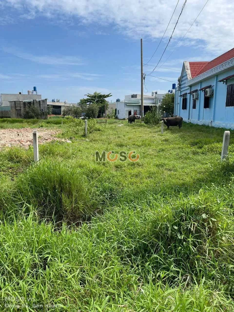 Bán đất Ấp Rừng Dầu Huyện Đức Hòa, Long An – giá 950 triệu - ảnh 2