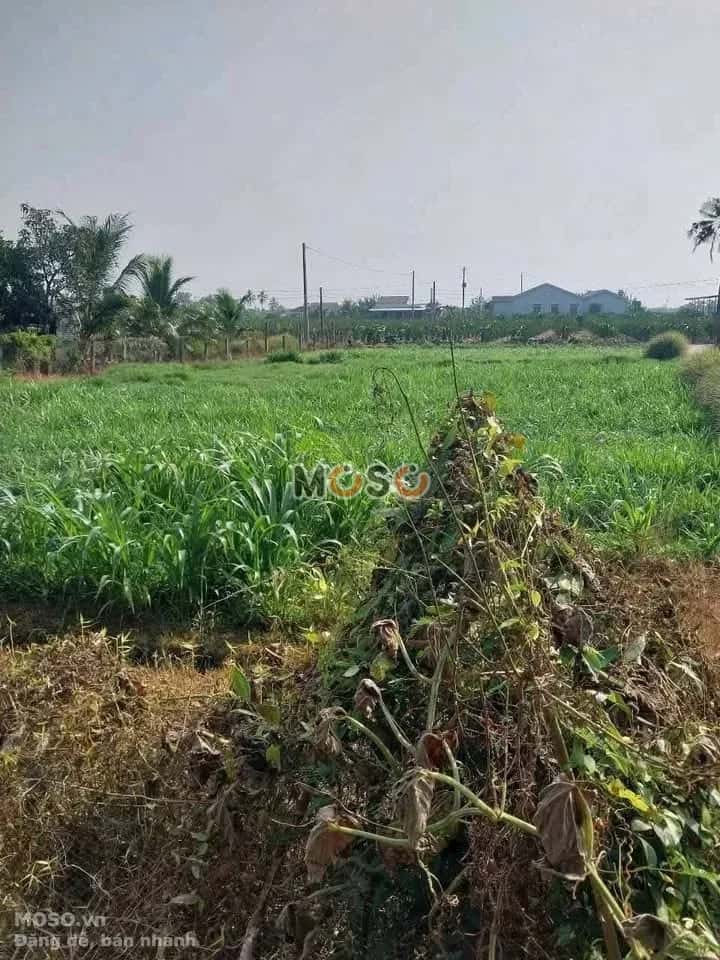 Bán đất Ấp Cầu Hàng Huyện Châu Thành, Long An – giá 399 triệu - ảnh 2