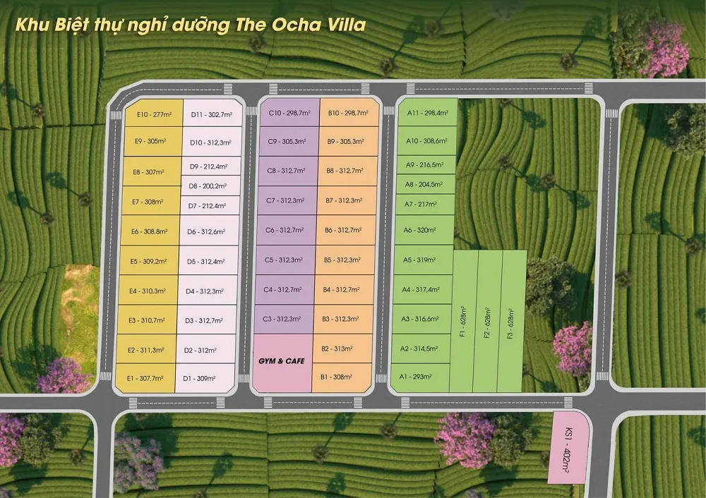 The Ocha