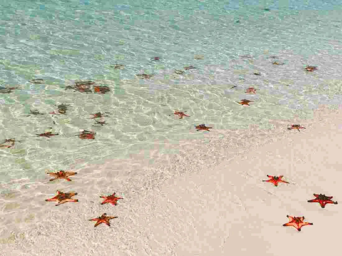 Starfish Bãi Sao