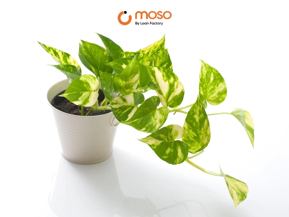 Cây Trầu Bà - Nữ Hoàng Của Sự Mềm Mại, May Mắn Và Sinh Khí