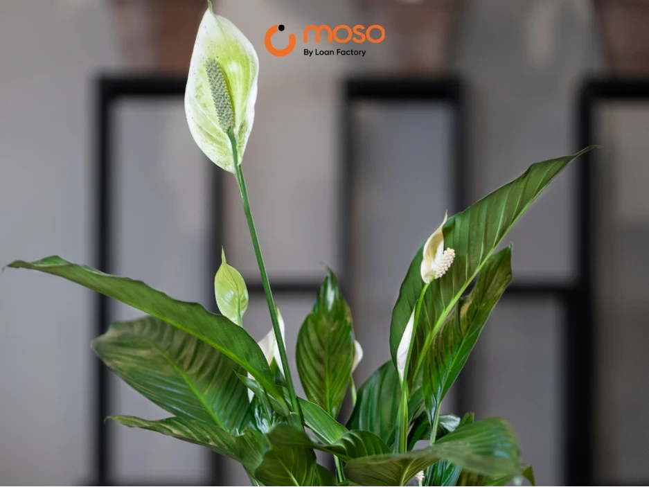 Cây Lan Ý (Bạch Môn) - Biểu Tượng Của Sự Bình Yên Và Hạnh Phúc