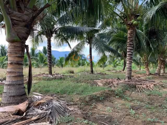 Bán đất Thôn Ninh Ích Thị xã Ninh Hòa, Khánh Hòa – giá 3.7 tỷ Bán đất Thôn Ninh Ích Thị xã Ninh Hòa, Khánh Hòa – giá 3.7 tỷ