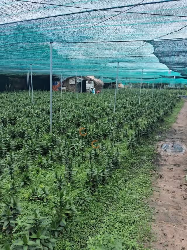 Bán đất đường số 63, ấp Chợ Huyện Củ Chi, TP.HCM – giá 12 tỷ Bán đất đường số 63, ấp Chợ Huyện Củ Chi, TP.HCM – giá 12 tỷ