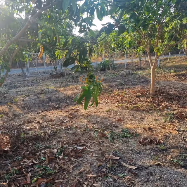 Bán đất Quốc Lộ 20 Huyện Định Quán, Đồng Nai – giá 1.4 tỷ Bán đất Quốc Lộ 20 Huyện Định Quán, Đồng Nai – giá 1.4 tỷ
