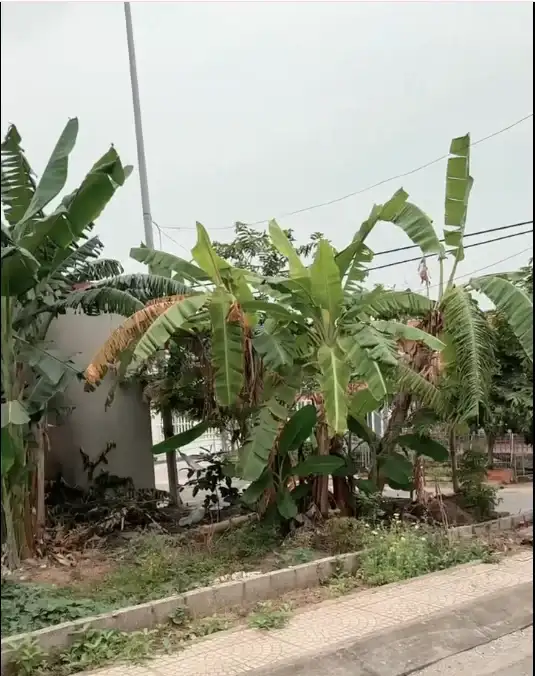 Bán đất Tuyến 2 Phạm Văn Đồng Quận Dương Kinh, TP. Hải Phòng – giá 2.2 tỷ Bán đất Tuyến 2 Phạm Văn Đồng Quận Dương Kinh, TP. Hải Phòng – giá 2.2 tỷ