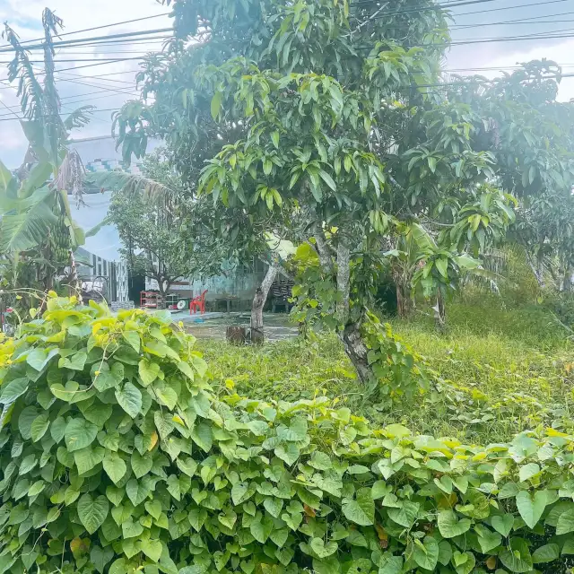 Bán đất Ấp Thống Nhất Huyện Phụng Hiệp, Hậu Giang – giá 420 triệu