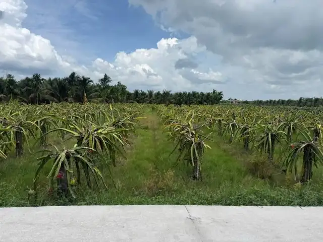 Bán đất Ấp Hòa Phú 1 Huyện Châu Thành, Long An – giá 690 triệu Bán đất Ấp Hòa Phú 1 Huyện Châu Thành, Long An – giá 690 triệu