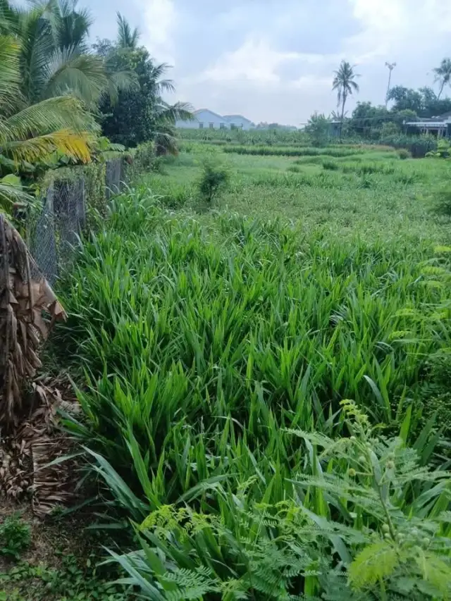 Bán đất Ấp Cầu Hàng Huyện Châu Thành, Long An – giá 399 triệu