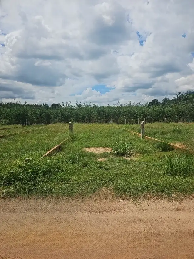 Bán đất đường số 13 Huyện Gò Dầu, Tây Ninh – giá 290 triệu