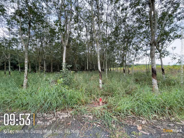 Bán đất Huyện Dương Minh Châu, Tây Ninh – giá 405.8 triệu